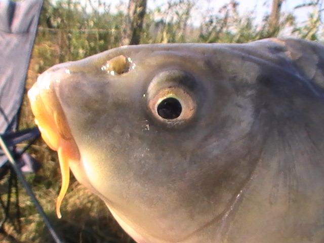 pestiiiiiiiiiiii - pic3786.JPG